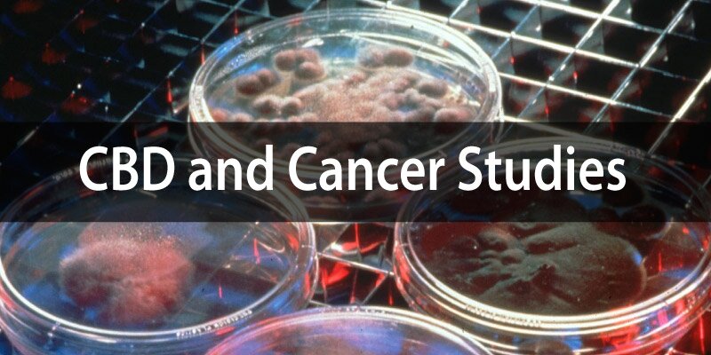 CBD and cancer studies